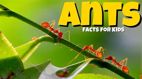7 Things to Know About Ant.